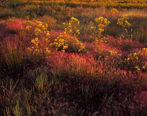 Wildflowers 3 Montgomery Township, Somerset County, NJ (MF).jpg